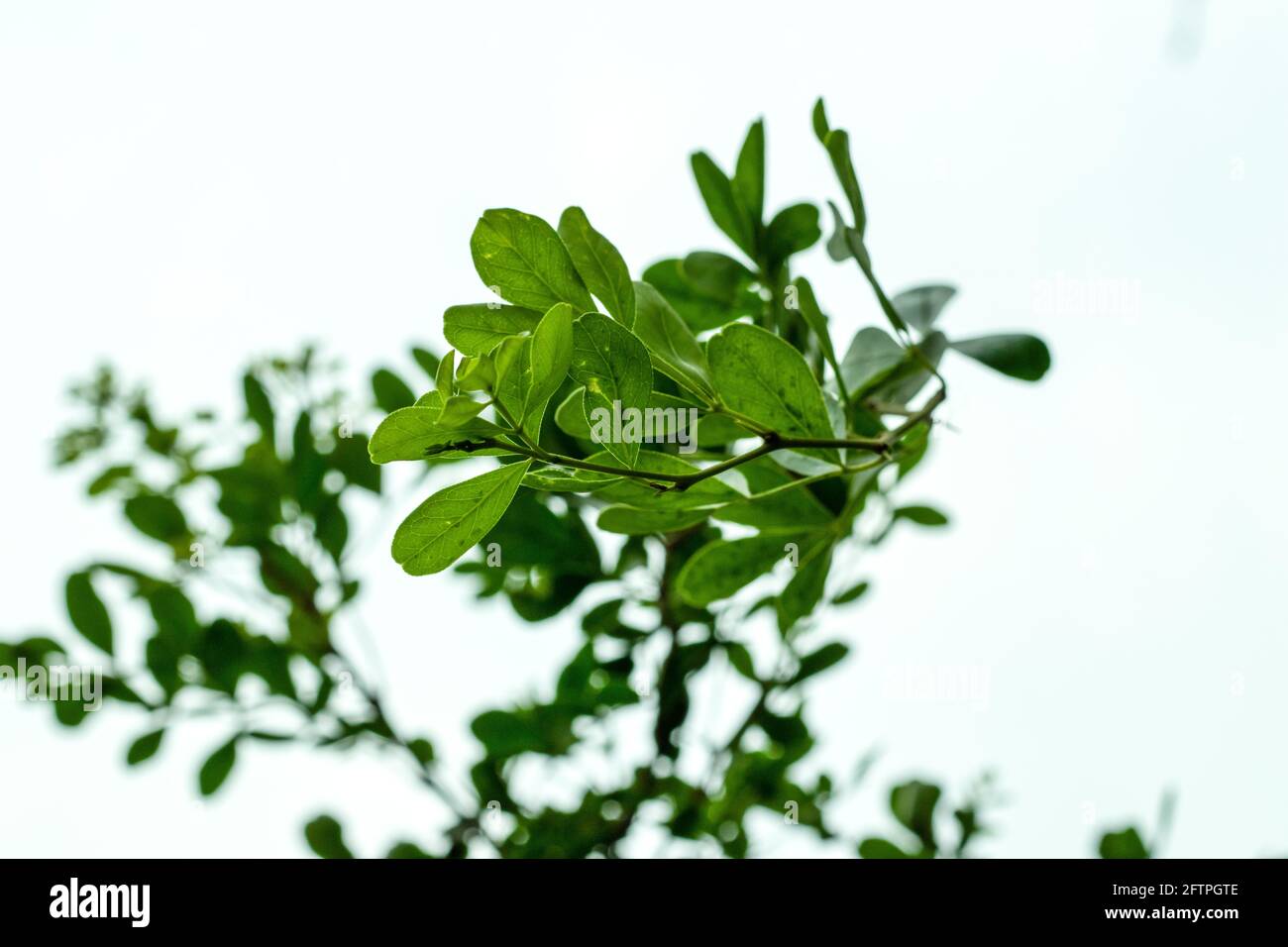 Ein Bund von Blättern und grünen Bäumen Äste auf weiß Hintergrund Stockfoto