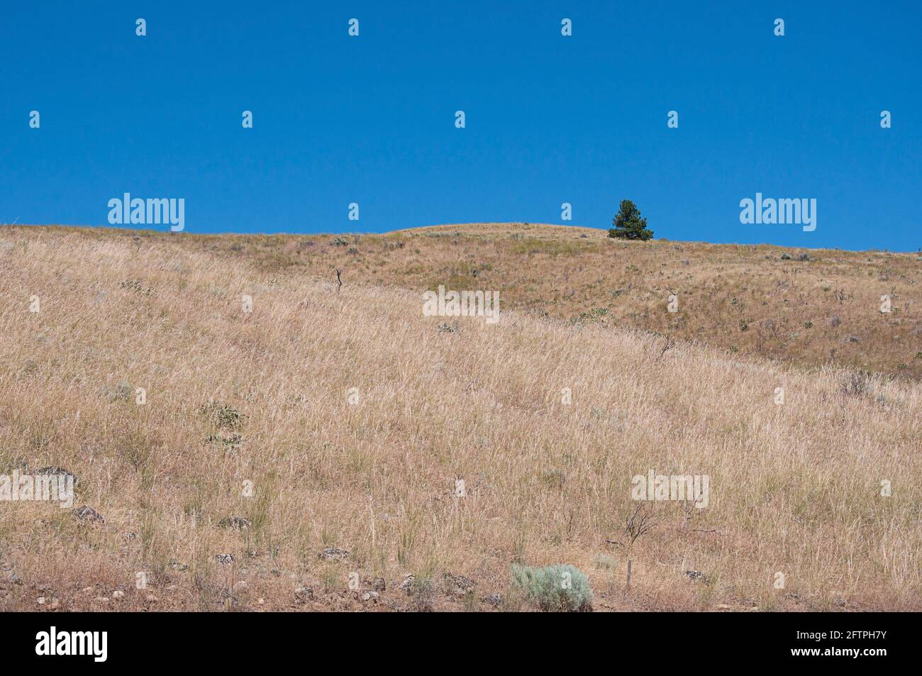 Eine einone Baumlandschaft mit trockenen, rollenden Hügeln. Dieser einzelne Baum steht in der Nähe der Spitze gegen den hellen, sauberen blauen Himmel auf diesem Naturfoto in Washington. Stockfoto