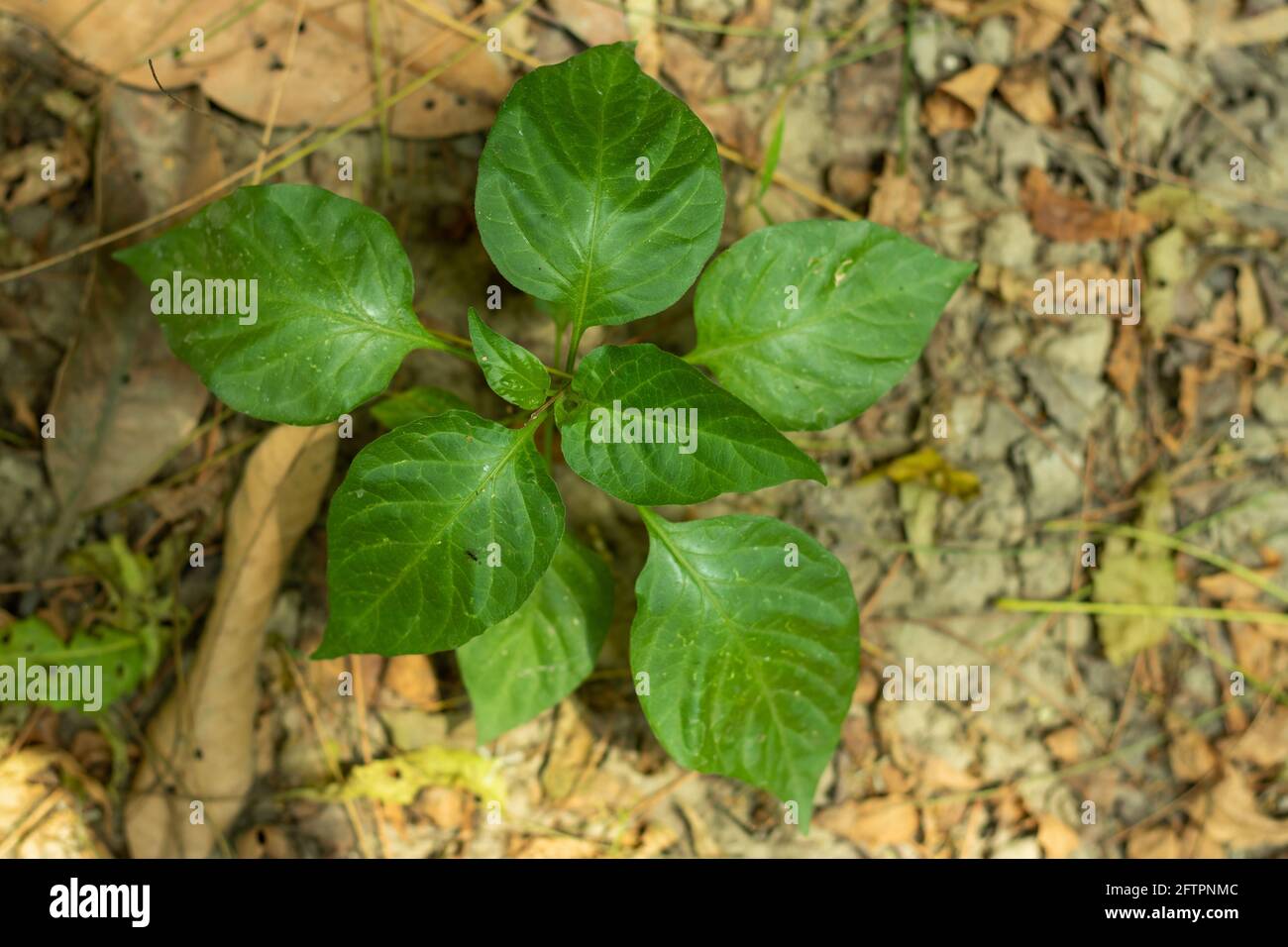 Bombay Pfeffer kleine grüne Baumpflanze in Hausgarten Nahaufnahme Draufsicht Stockfoto