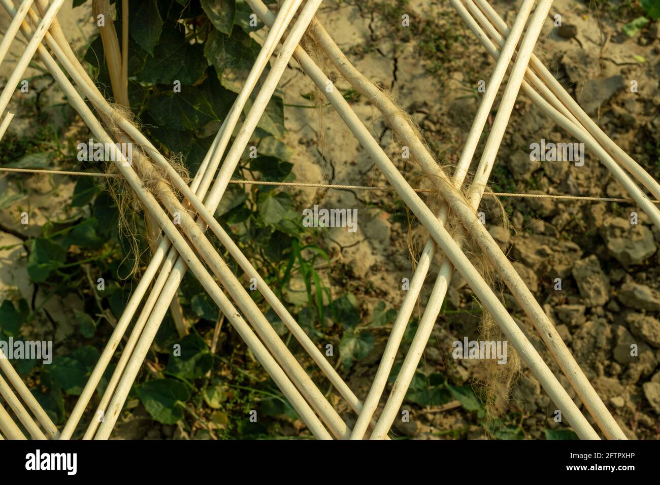 Dekoration mit Jute Sticks Regal von 2 Fuß über dem Gemahlen und das machte für den Anbau von Spitzkürbis-Gemüse Stockfoto