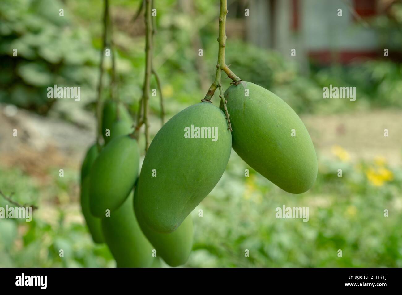 Desi grüne und rohe Mango in einem kleinen Mangobaum Nur 1 Fuß über dem Boden hinter dem Haus Stockfoto