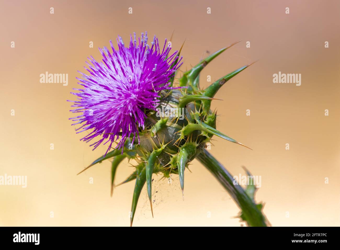 Silybum marianum, gebräuchliche Namen, cardus marianus, Mariendistel, gesegnete Milchdistel, Mariendistel, Mariendistel. Diese Art ist eine jährliche oder biennia Stockfoto