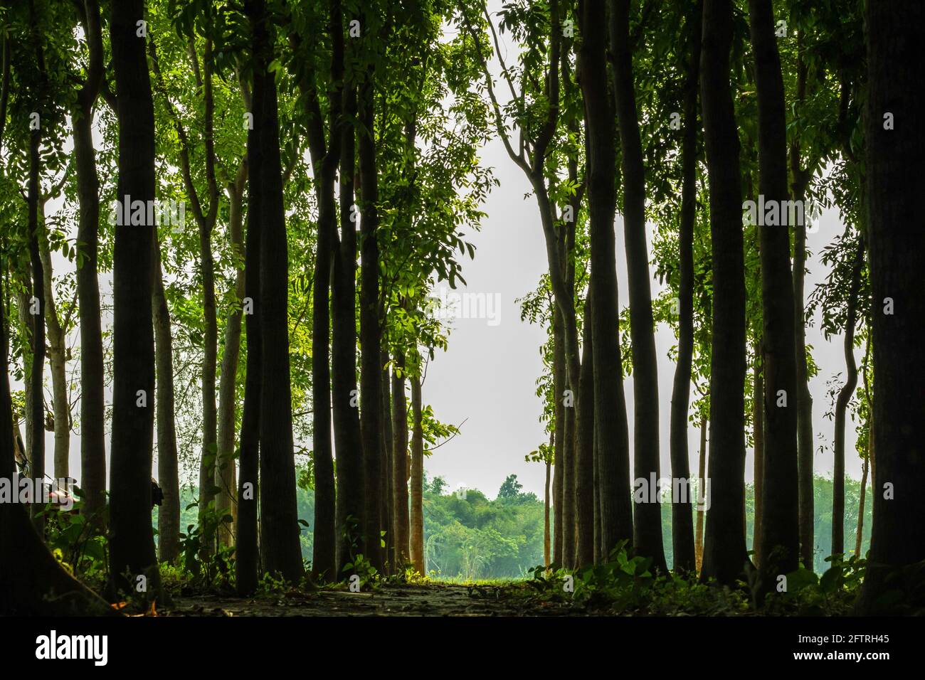 Der größere Wald, wo Reihen und Reihen von Mahagonibäumen Und Rahmen in Rahmen lange Bäume Stockfoto