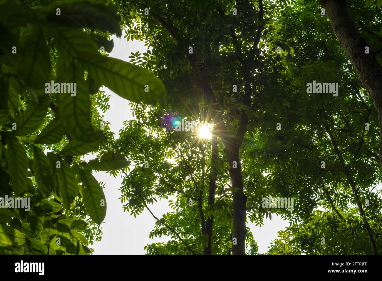Die Tagessonne späht zwischen den Blättern und Zweigen von Der Mahagoni-Holzbaum Stockfoto