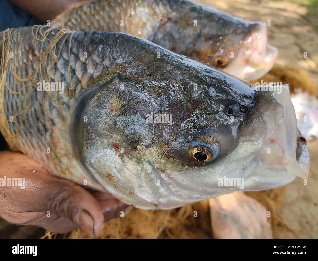 Großer indischer Flusskatla-Fisch in der Hand des Fischers Stockfoto