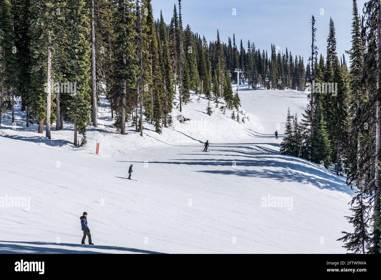 REVELSTOKE, KANADA - 17. MÄRZ 2021: Menschen auf der Skipiste mit hohen grünen Bäumen im Hintergrund Stockfoto