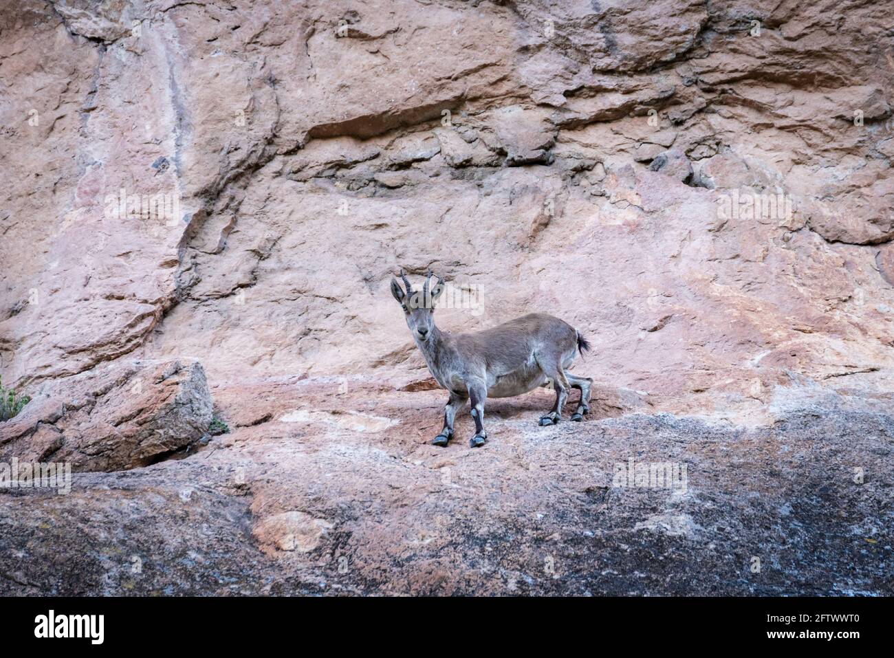 Bergziege (Capra pyrenaica), junges Männchen, auf einigen Klippen. Stockfoto