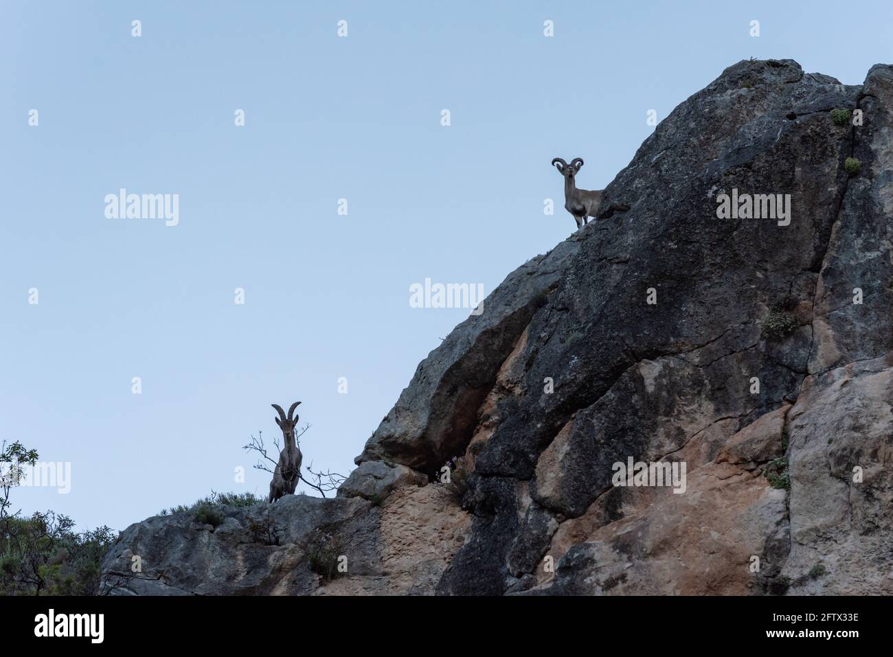 Männliche Bergziegen (Capra pyrenaica), auf einem großen Felsen. Stockfoto