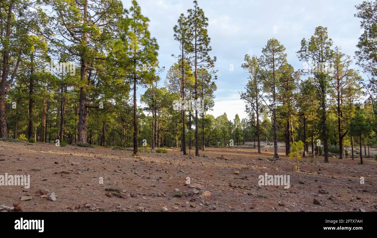 Campingplatz am Corona Forestal im Teide Nationalpark Teneriffa mit Kanarienkiefer Stockfoto