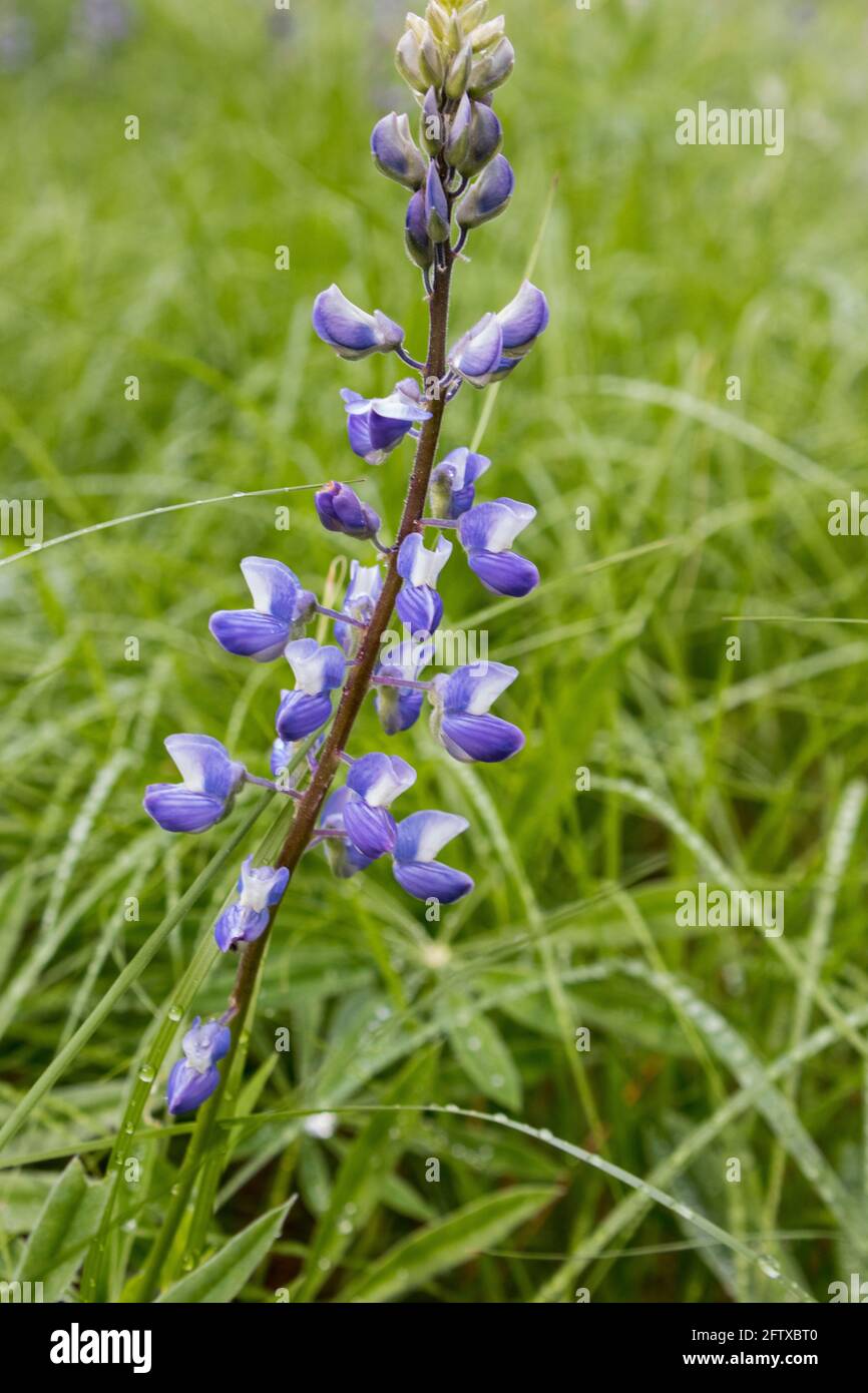 Wildviolette Lupinen-Blüten wachsen auf einer Waldwiese Stockfoto
