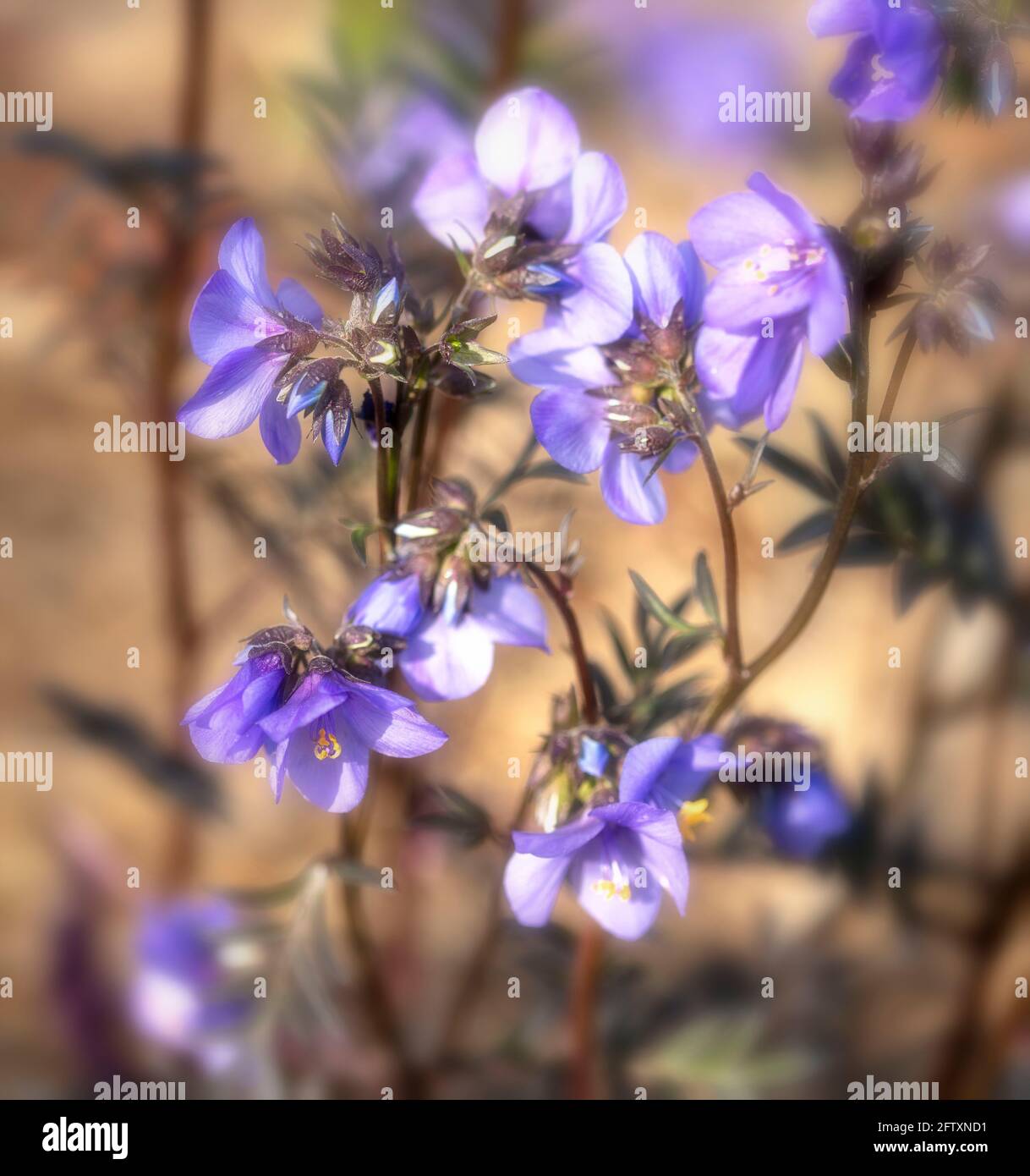 Polemonium Yezoense var Hidakanum – Bressingham Lila blühende, naturnahe Pflanzenportrait Stockfoto