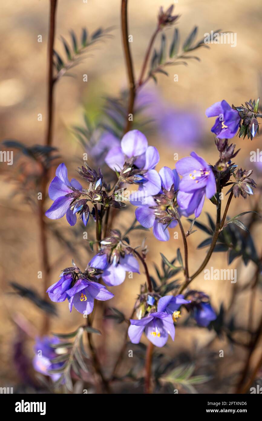 Polemonium Yezoense var Hidakanum – Bressingham Lila blühende, naturnahe Pflanzenportrait Stockfoto