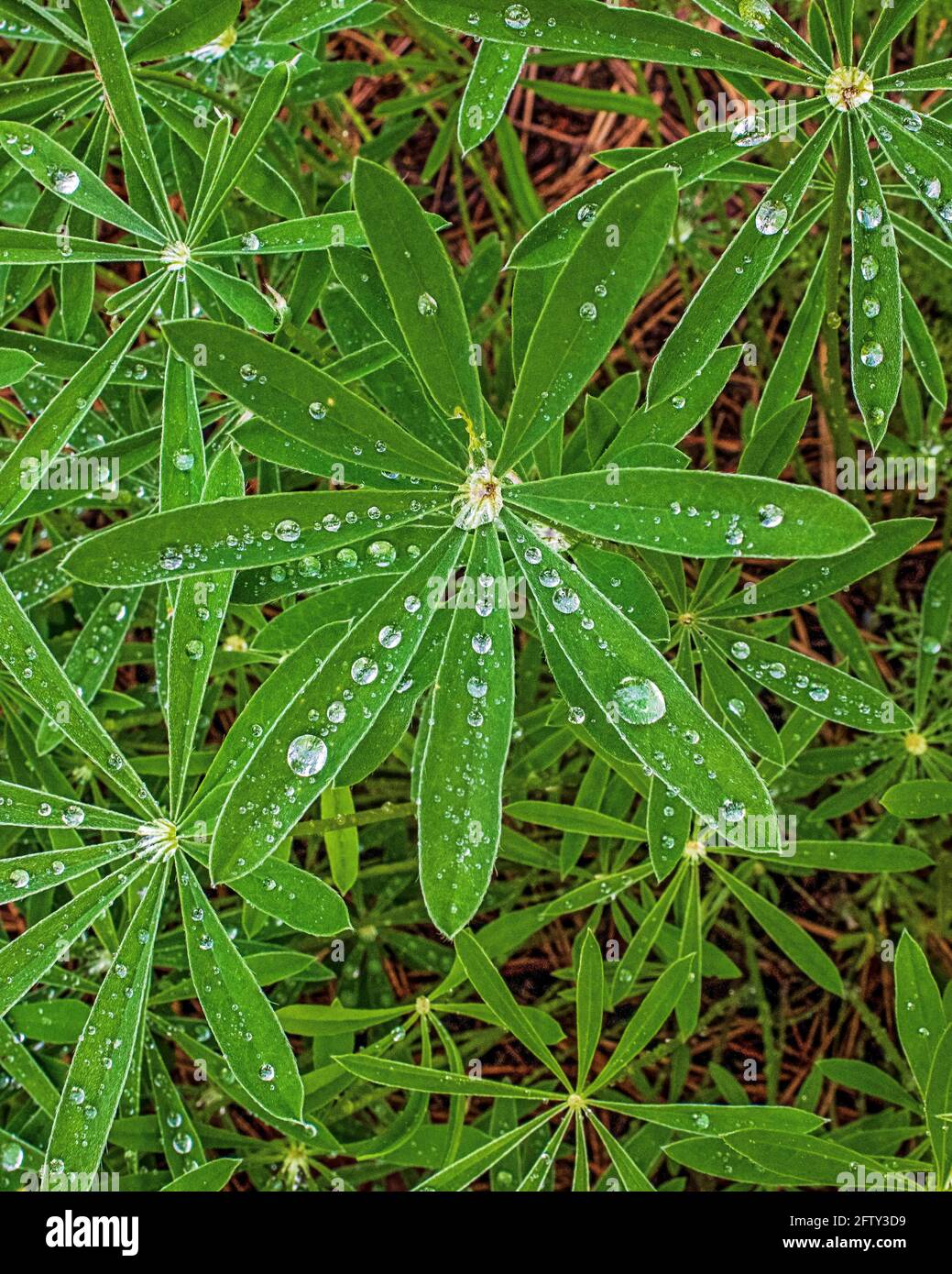 Regentropfen sitzen auf den Blättern einer wilden Pflanze Im Wald Stockfoto