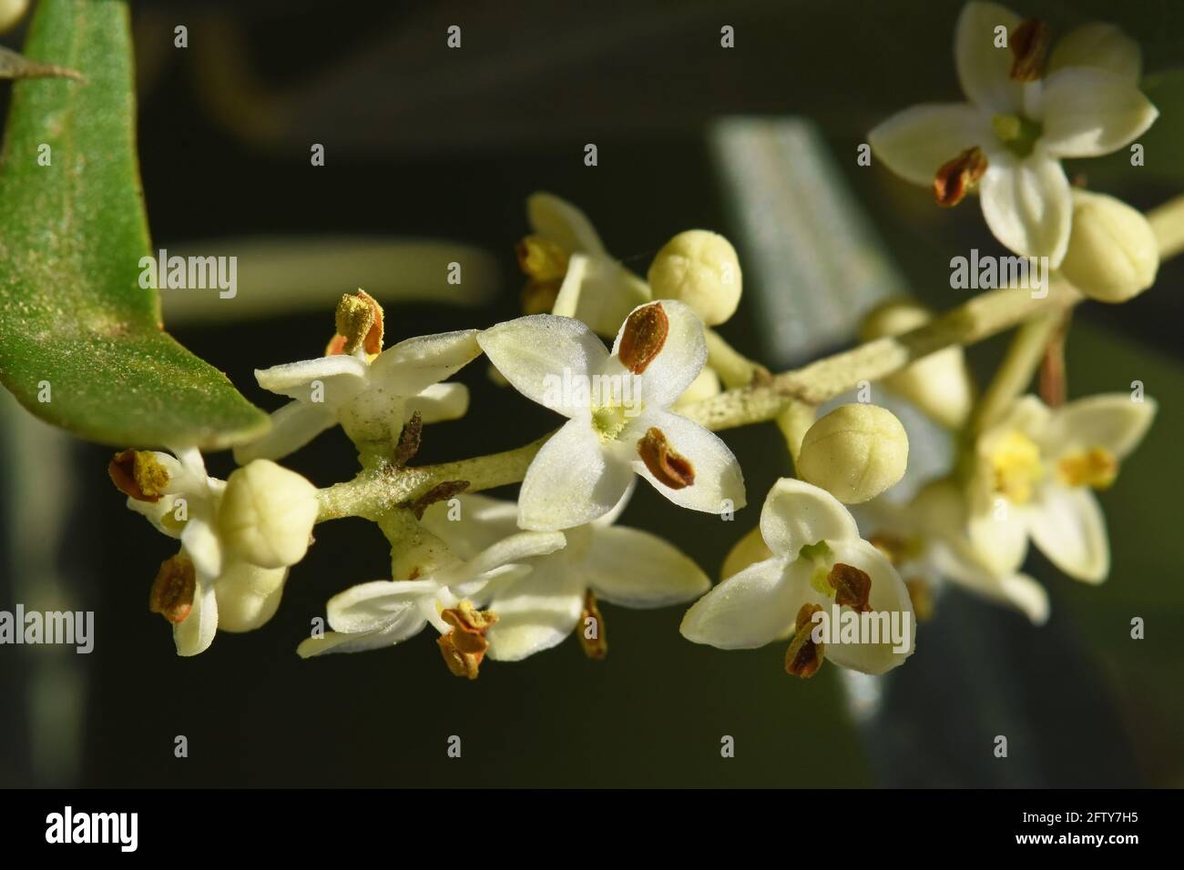 Olivenbaumblüte Stockfoto