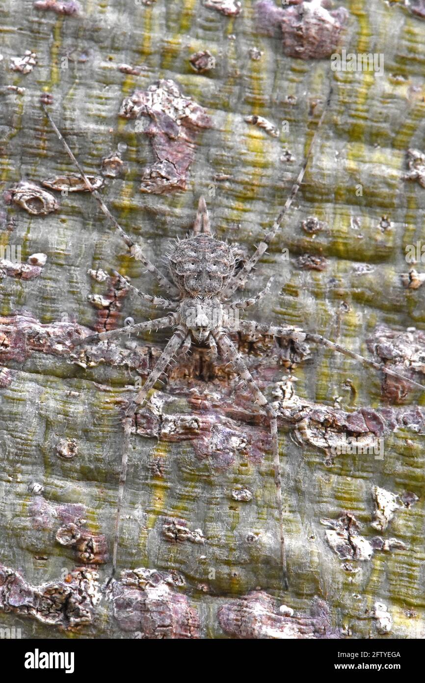 Tarnung der Spinne auf dem Baumstamm Stockfoto