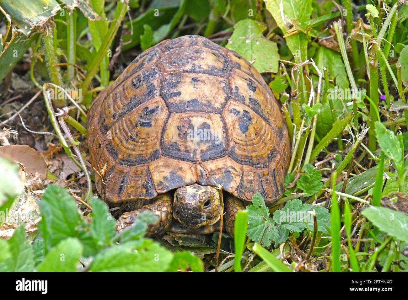 Spornschildkröte, Testudo graeca in freier Wildbahn Stockfoto