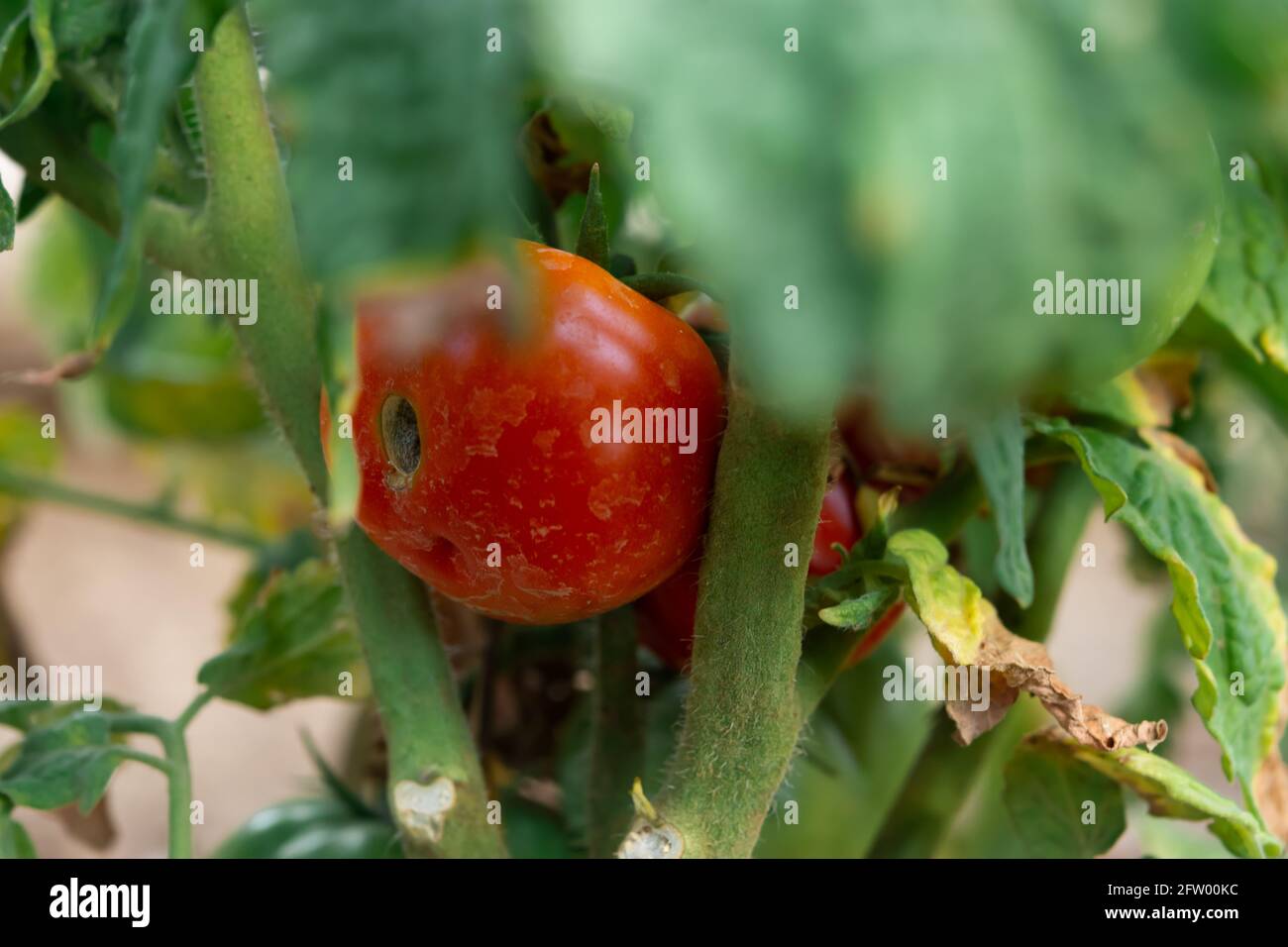 Tomaten mit Krankheitszeichen wachsen im Garten in einem Gewächshaus. Tomatenreifung auf einem Zweig im Garten. Das Konzept der Landwirtschaft, gesund Stockfoto