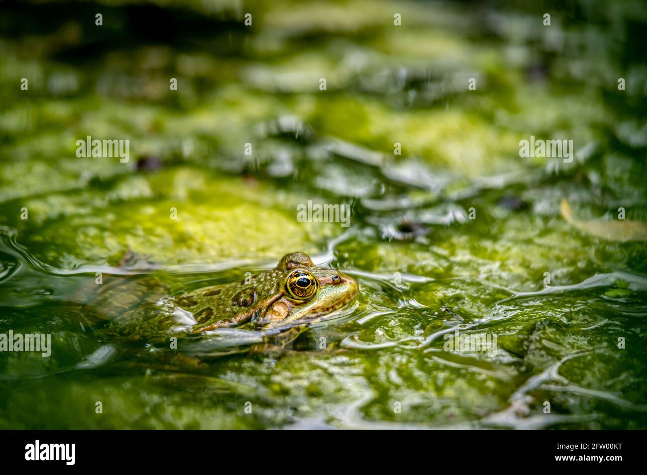 Ein Schwimmfrosch im Wasser in natürlichem Lebensraum. Pelophylax lessonae.  Europäischer Frosch. Schönheit in der Natur Stockfotografie - Alamy