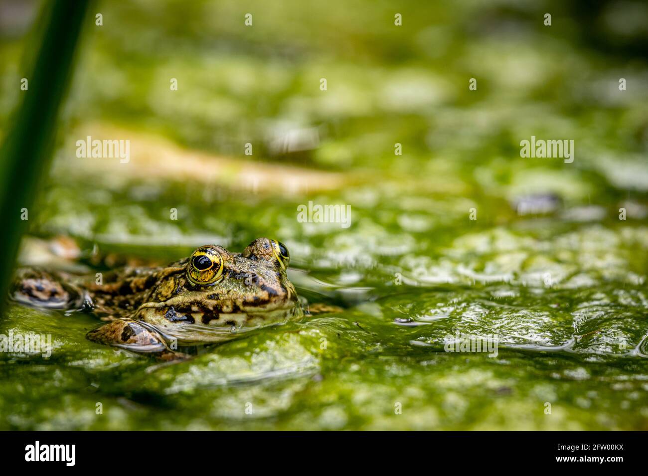 Ein Schwimmfrosch im Wasser in natürlichem Lebensraum. Pelophylax lessonae.  Europäischer Frosch. Schönheit in der Natur Stockfotografie - Alamy