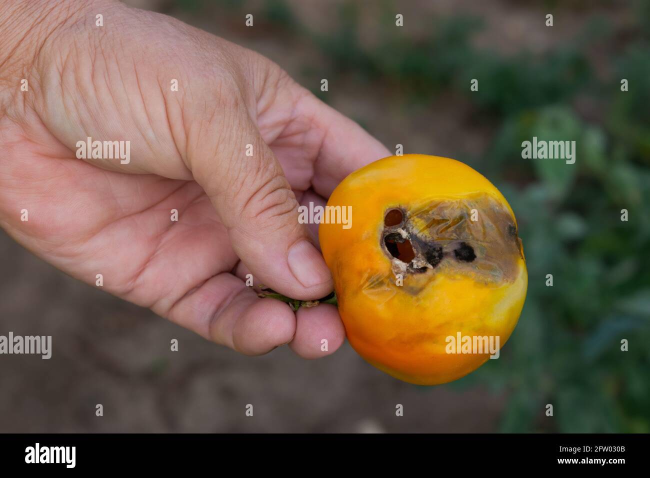 Tomaten mit Krankheitszeichen wachsen im Garten in einem Gewächshaus. Tomatenreifung auf einem Zweig im Garten. Das Konzept der Landwirtschaft, gesund Stockfoto