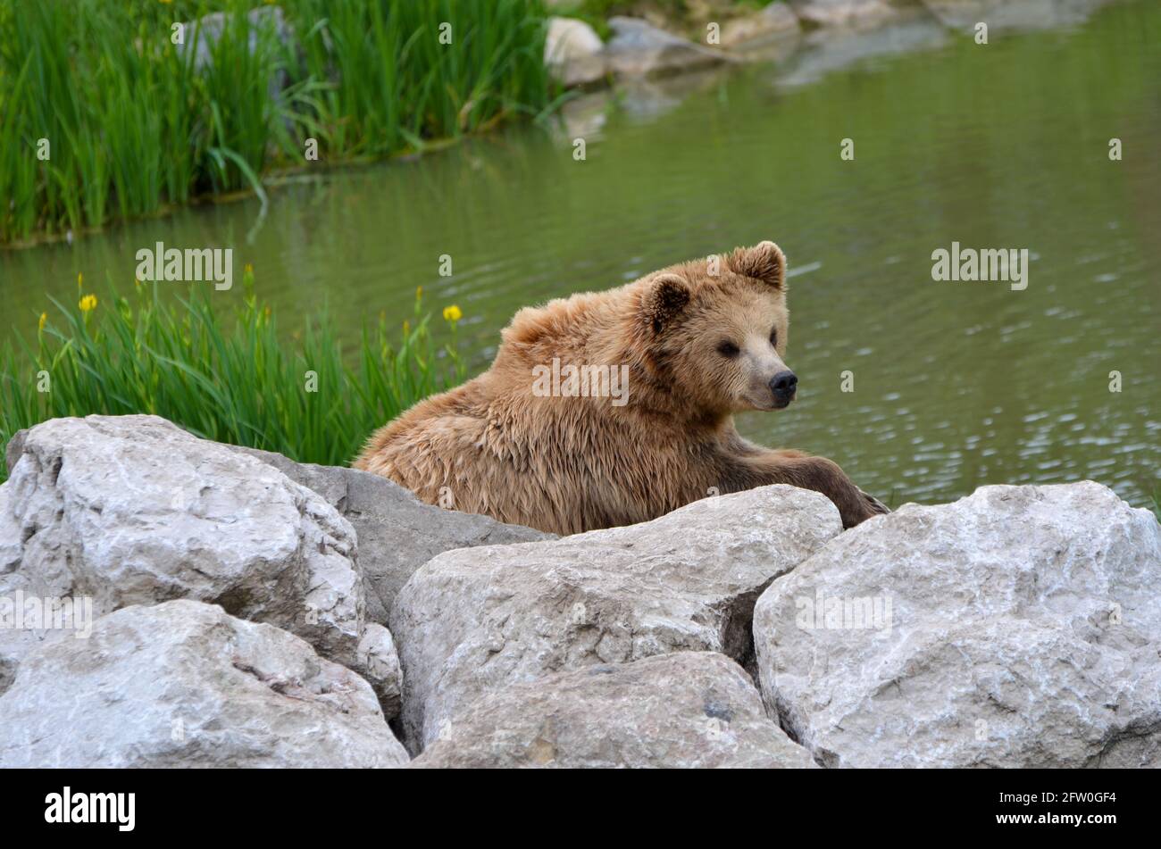 München, Deutschland - Mai 20 2012: Junger Braunbär sitzt auf Steinen am Wasser und schaut in die Kamera Stockfoto
