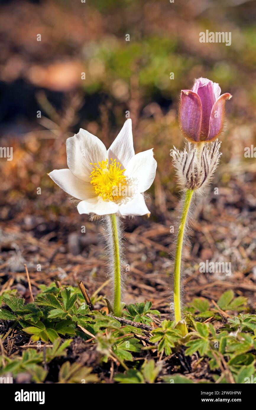 Frühlingsblume (Pulsatilla vernalis) Foto: Bengt Ekman / TT / Code 2706 Stockfoto