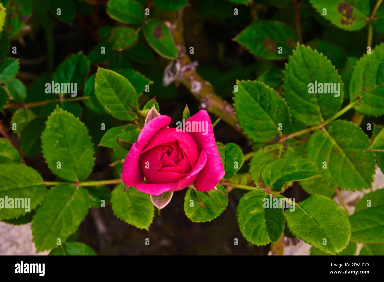 Rosenblüte, Rosaceae, im frühen Frühjahr Stockfoto