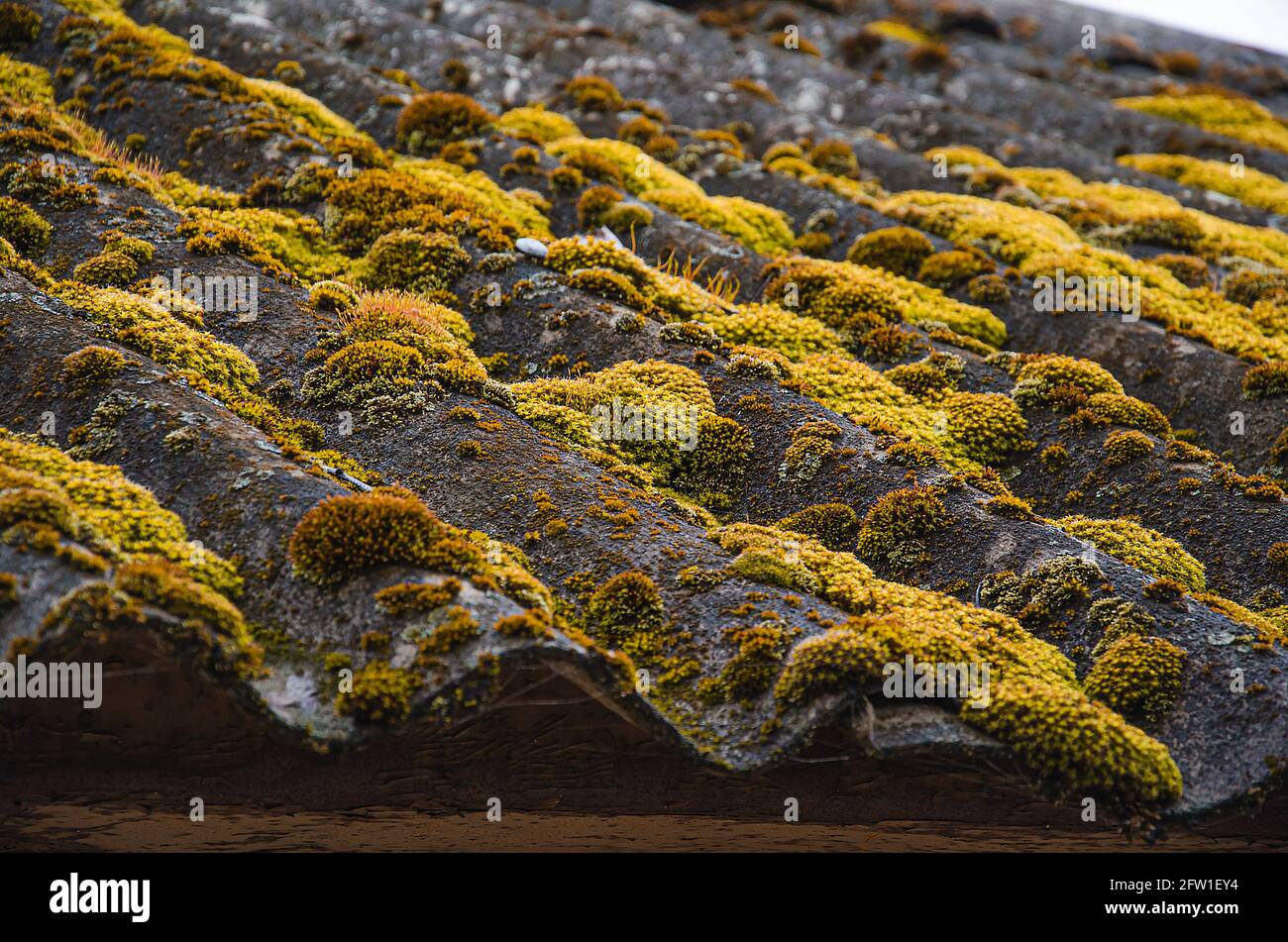 Nahaufnahme eines mit Moos bedeckten Daches Stockfoto