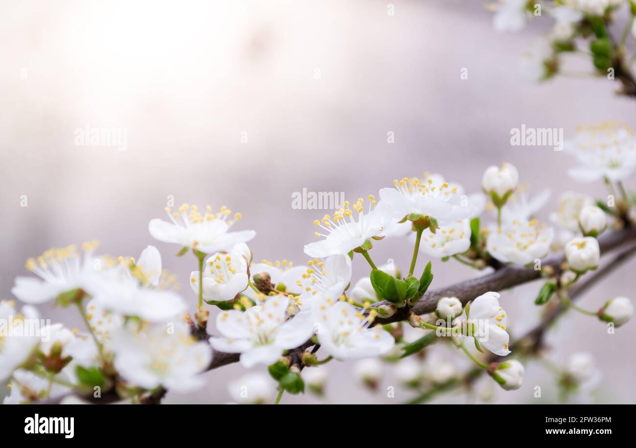 Frühling Kirschpflaumenblüte Nahaufnahme, Hintergrund Unschärfe Stockfoto