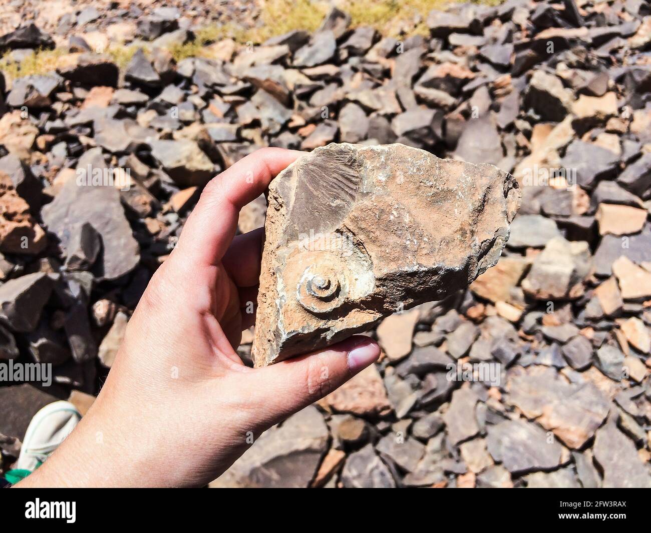 Ammoidea Fossil gefunden in Stück Stein in der Hand als Vergleich Stockfoto