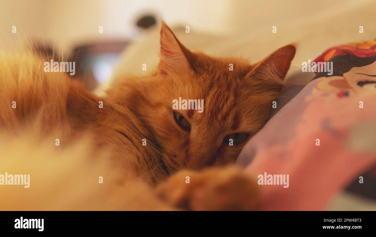 Nahsicht auf eine kleine süße orange schlafende Katze lyng unten auf einem bequemen Bett. Aufgenommen in Innenräumen unter sanfter natürlicher Beleuchtung Stockfoto