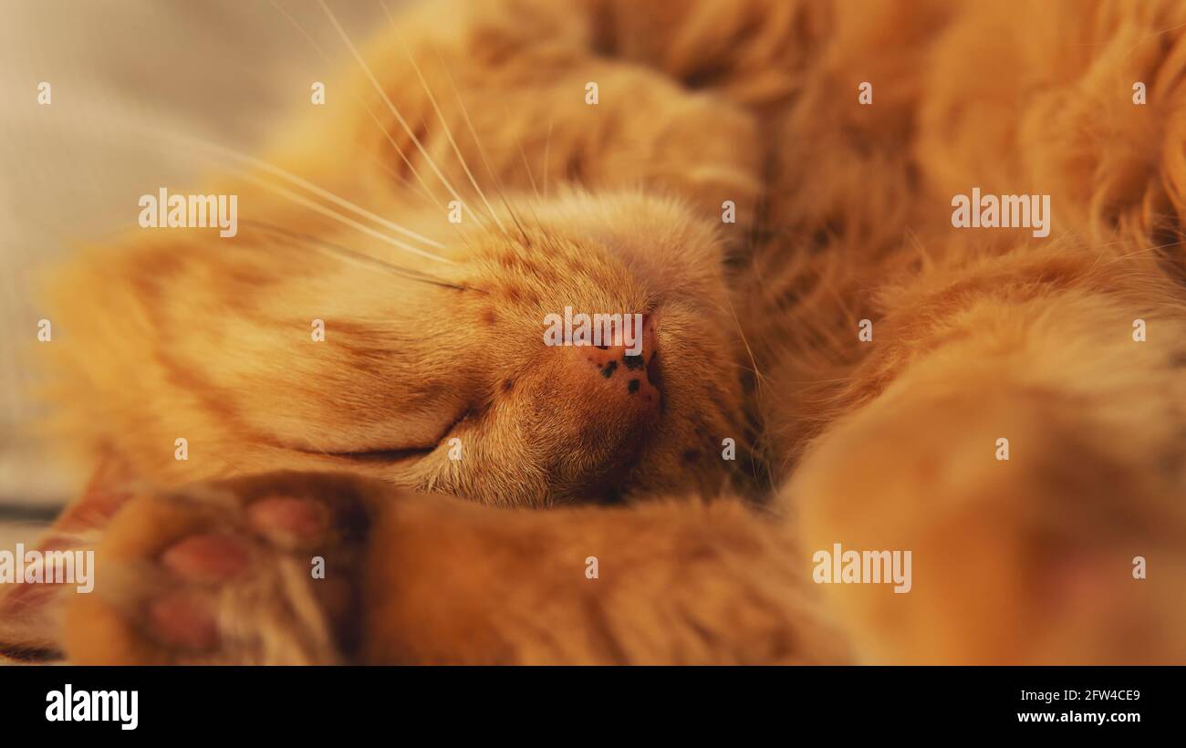 Nahsicht auf eine kleine süße orange schlafende Katze lyng unten auf einem bequemen Bett. Aufgenommen in Innenräumen unter sanfter natürlicher Beleuchtung Stockfoto