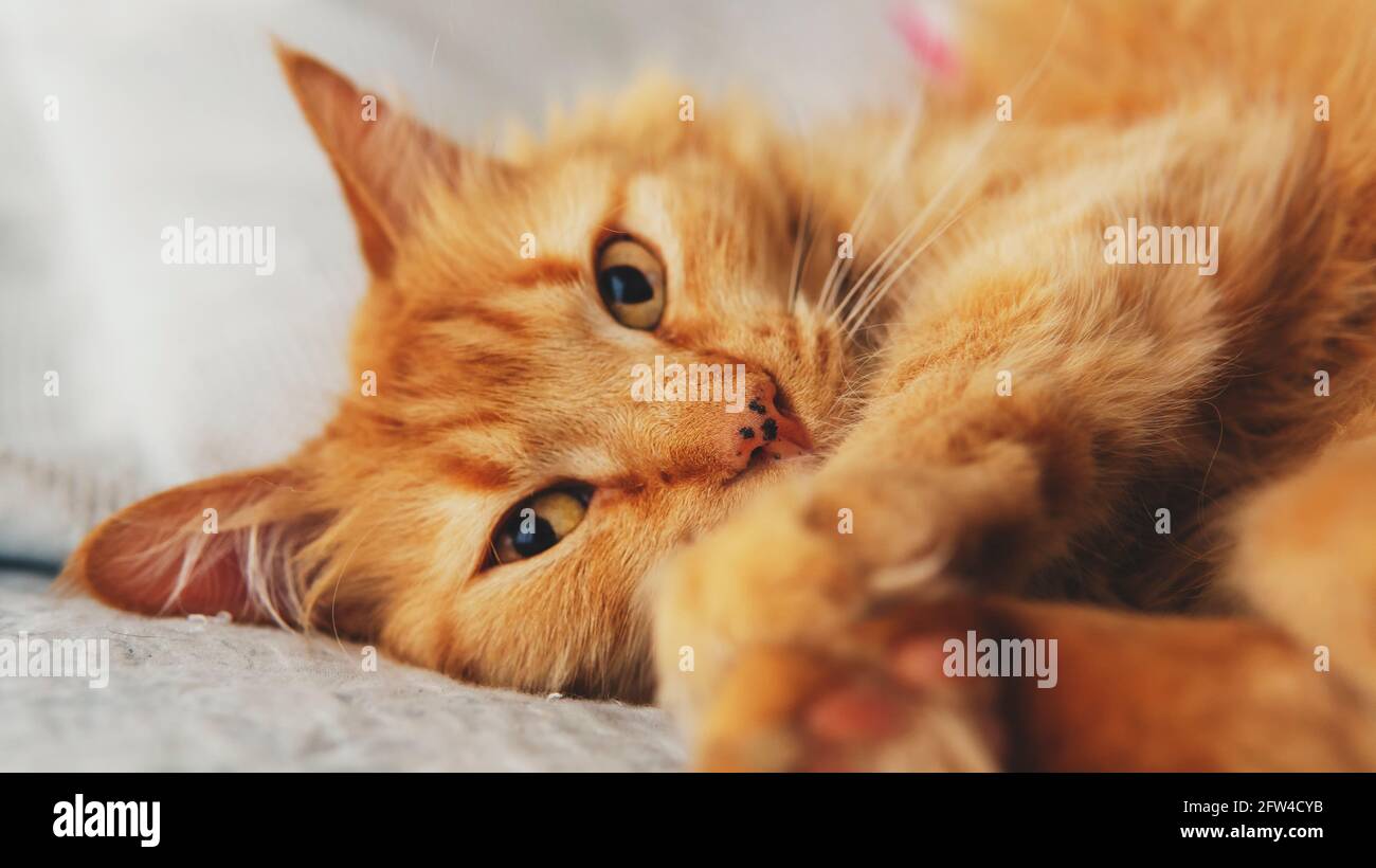 Nahsicht auf eine kleine süße orange schlafende Katze lyng unten auf einem bequemen Bett. Aufgenommen in Innenräumen unter sanfter natürlicher Beleuchtung Stockfoto