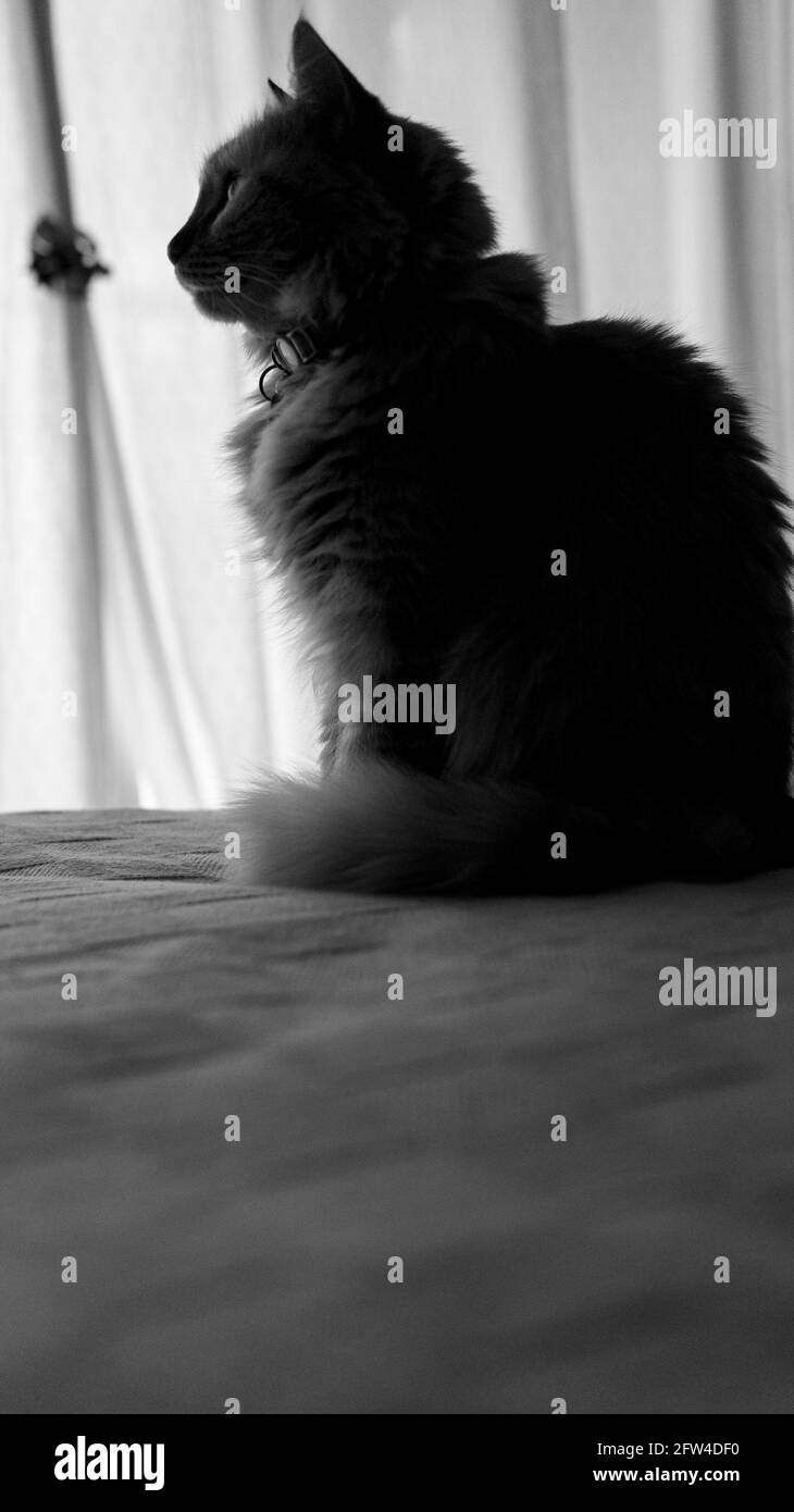 Schwarz-weißes Foto einer niedlichen kleinen Katze, die auf einem Bett sitzt. Ein weißer Vorhang mit natürlichem Licht als Hintergrund. Aufgenommen in einem sonnigen Nachhall Stockfoto