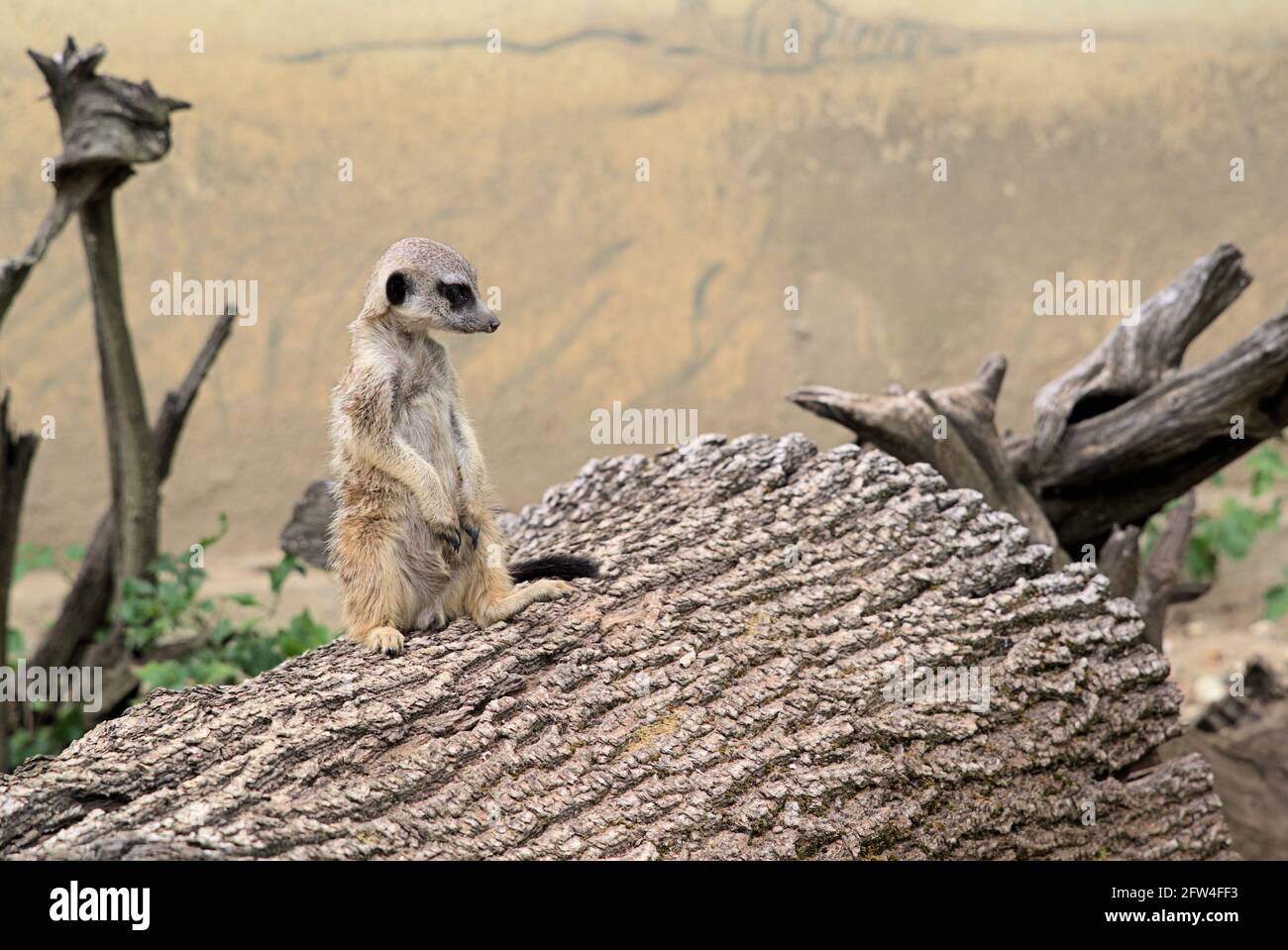 Bild von dem auf der Wache stehenden Meercat, Suricata suricatta Stockfoto
