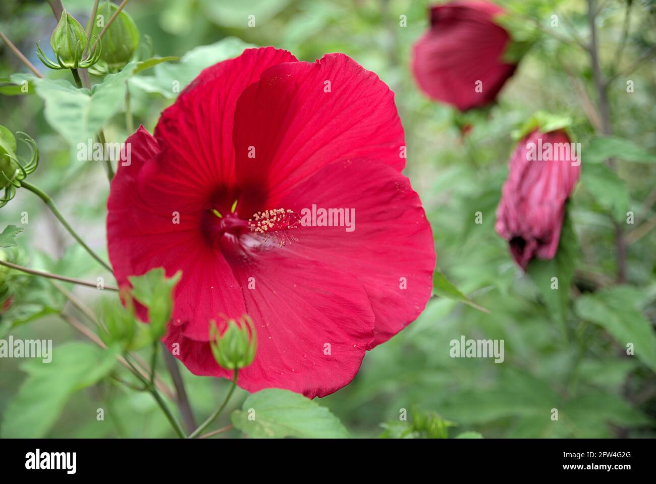 Blühender tropischer Hibiskus mit grünem Hintergrund Stockfoto
