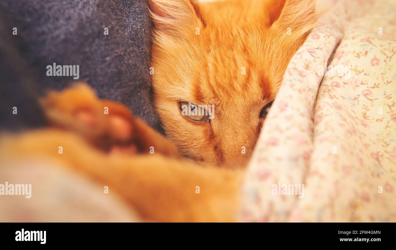 Nahansicht einer niedlichen, schlafenden Katze, die auf einem Bett unter einer geblümten Decke liegt. Aufgenommen in Innenräumen mit sanfter natürlicher Beleuchtung Stockfoto