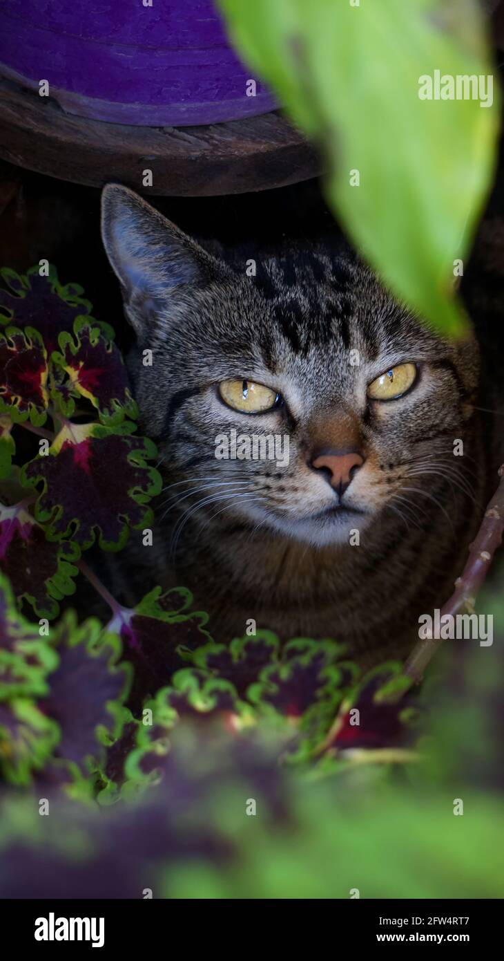 Kleine niedliche Hauskatze versteckt im Garten, umgeben von bunten Pflanzen und mit Blick auf die Kamera. An einem warmen Sommermorgen im Freien. Stockfoto