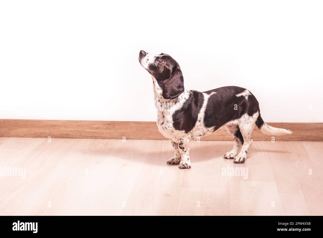 Der schwarz-weiße Hund Basset Hound blickt in einen Innenraum. Haustierkonzept Stockfoto