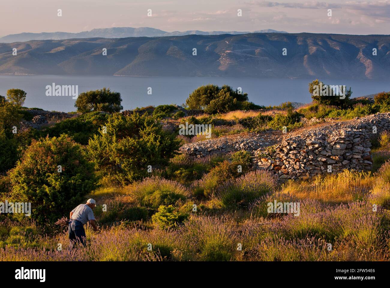 Lavendelernte auf der Insel Hvar, Dalmatien, Kroatien Stockfoto