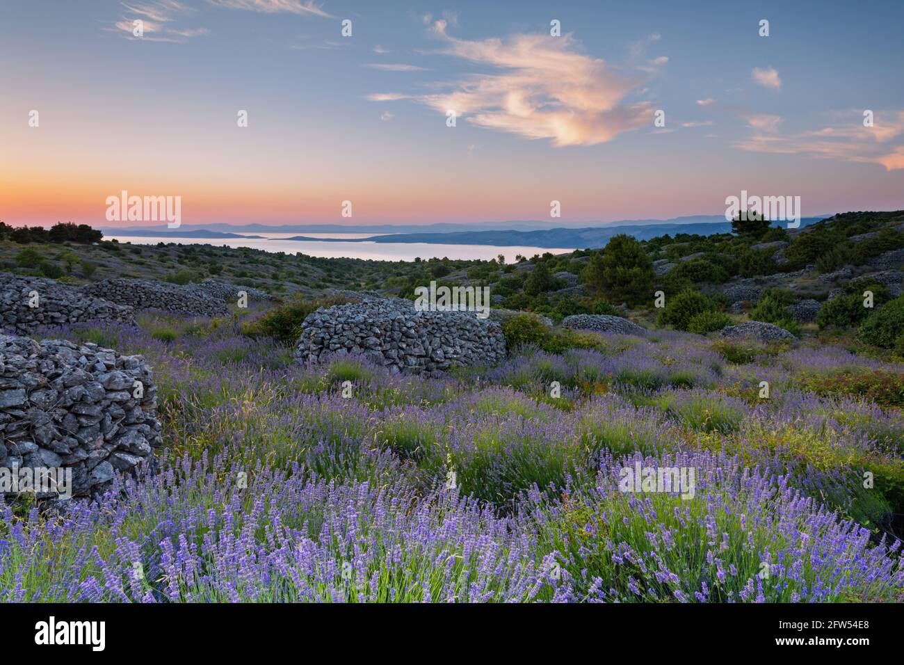 Lavendelfelder auf der Insel Hvar, Dalmatien, Kroatien Stockfoto