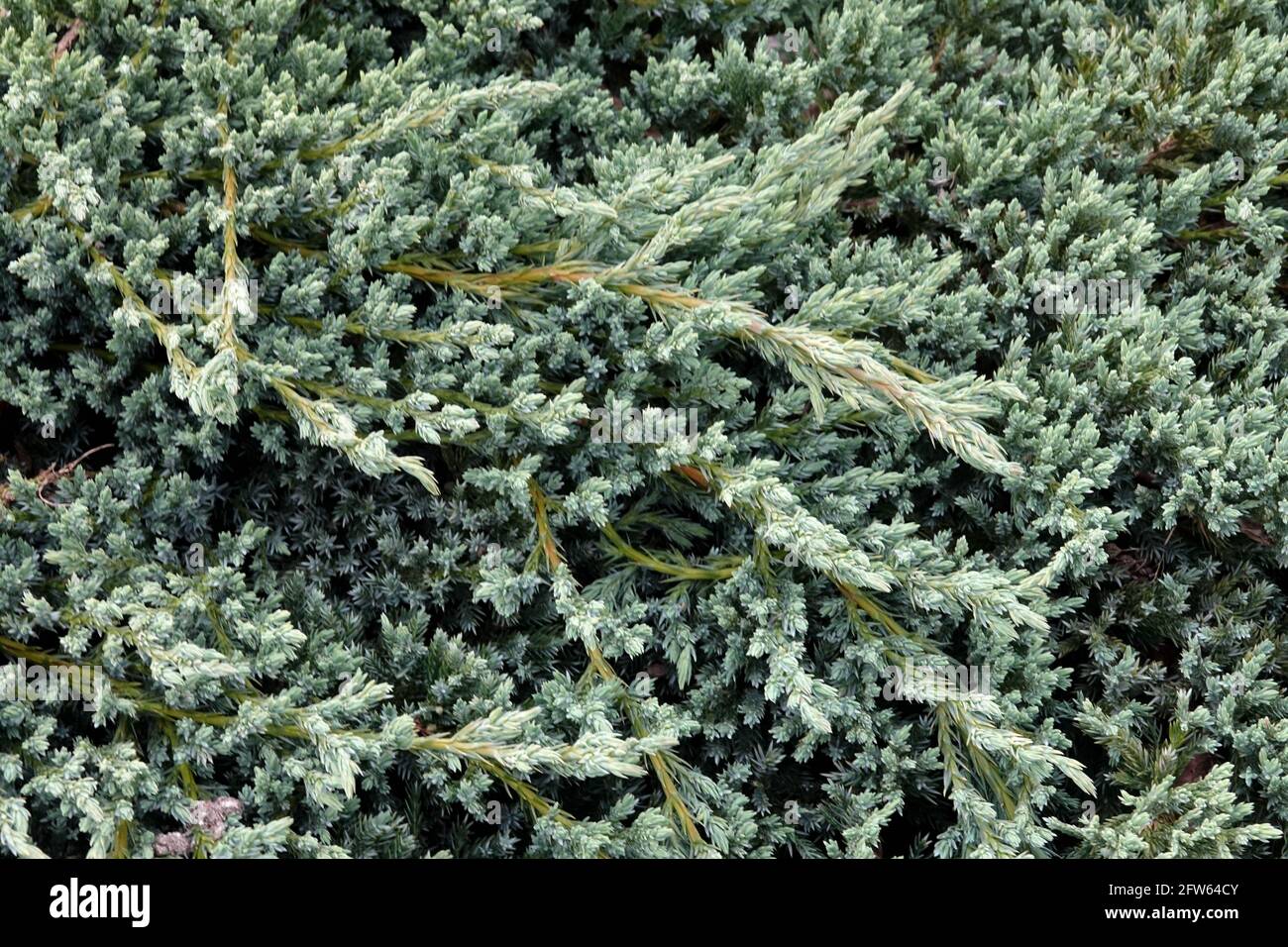 Juniperus Blue Carpet Schuppiger Wacholder Stockfoto