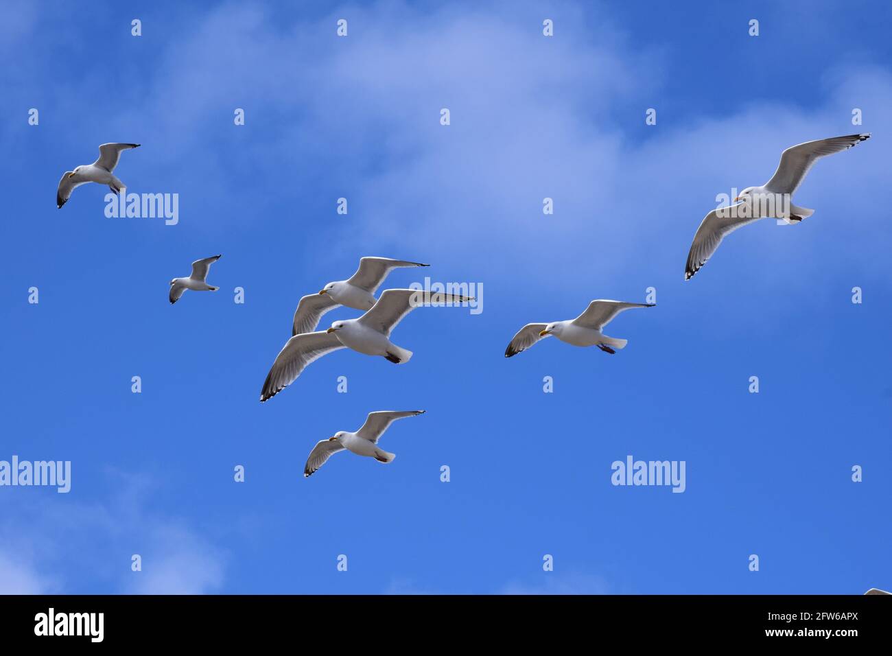 Die Möwenfamilie fliegt am hellblauen Himmel Stockfoto
