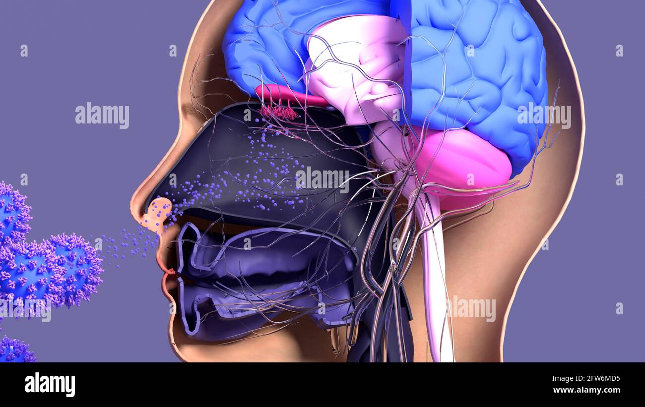 Geruchverlust in Covid-19, Illustration Stockfoto