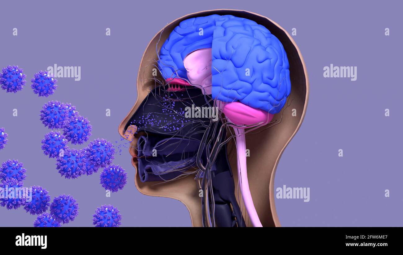 Geruchverlust in Covid-19, Illustration Stockfoto