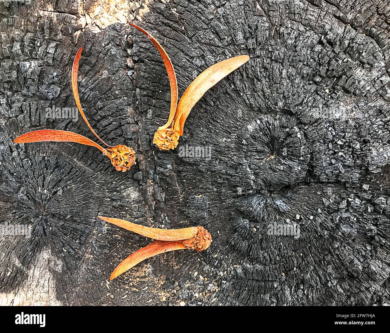 Dipterocarpus alatus auf dem verbrannten Stumpf ist schwarz. Stockfoto