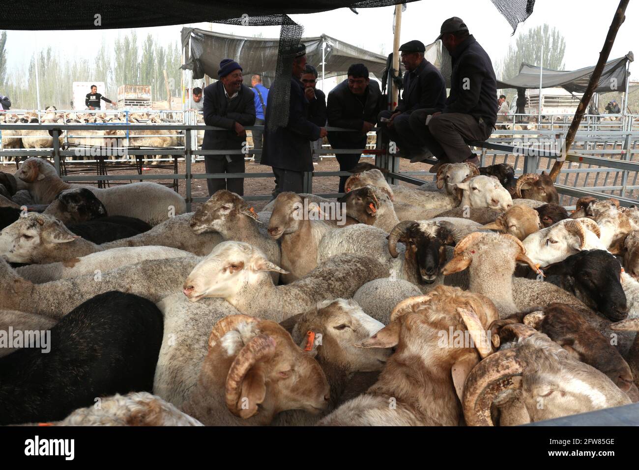 Sonntag Tiermarkt in der Nähe von Kashgar, Xinkiang, Volksrepublik China, 2019 Stockfoto