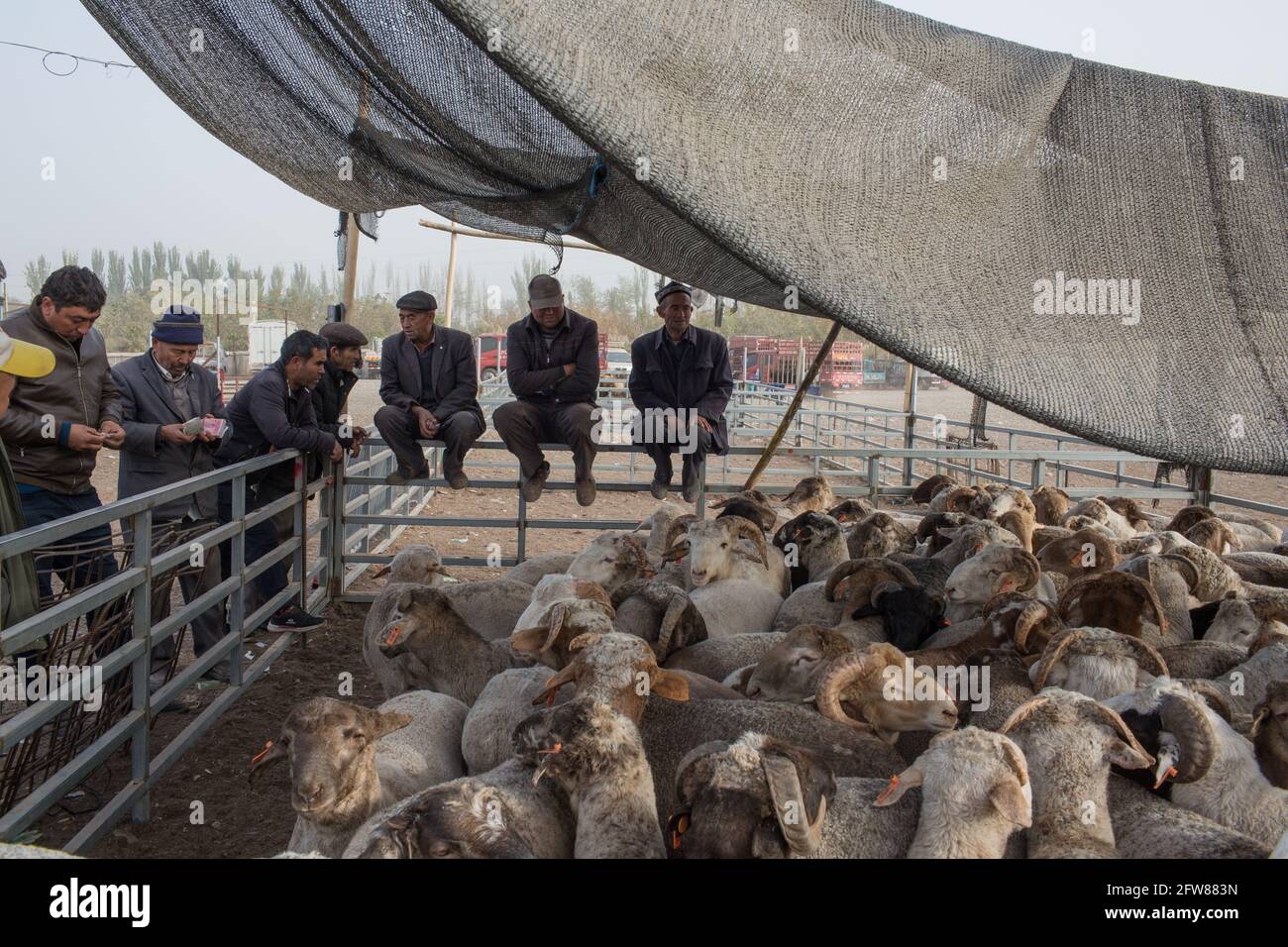 Sonntag Tiermarkt in der Nähe von Kashgar, Xinkiang, Volksrepublik China, 2019 Stockfoto