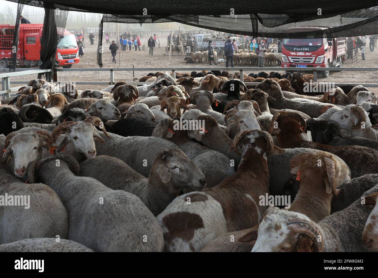 Sonntag Tiermarkt in der Nähe von Kashgar, Xinkiang, Volksrepublik China, 2019 Stockfoto