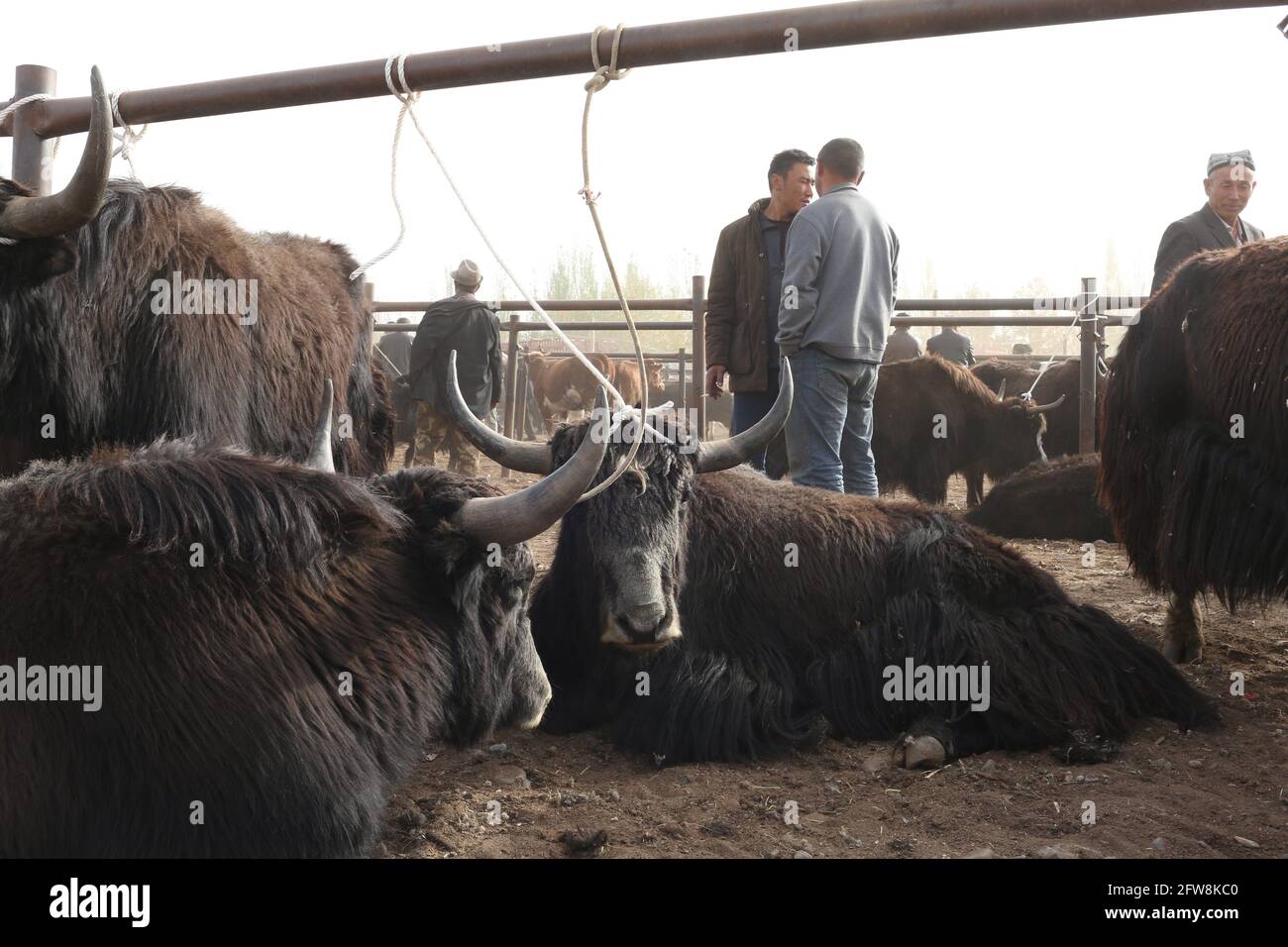 Sonntag Tiermarkt in der Nähe von Kashgar, Xinkiang, Volksrepublik China, 2019 Stockfoto
